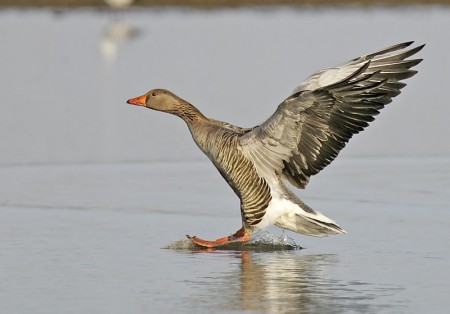 Greylag Goose